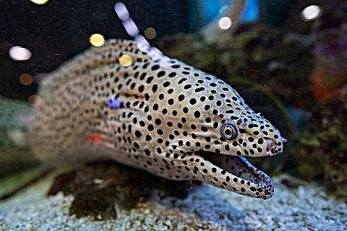 全球玩家同台竞技！《王者荣耀》国际服已登陆多个国家和地区